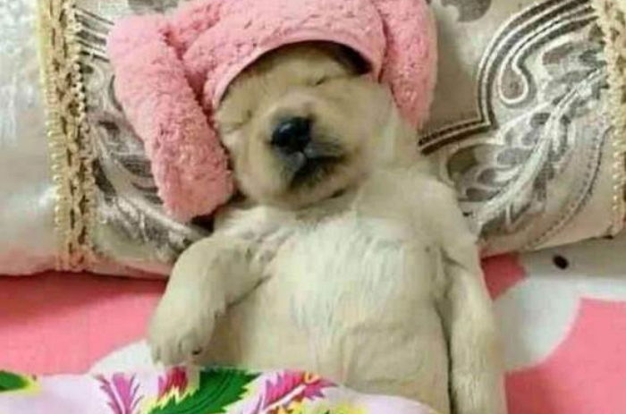 “강아지 싫다던 여친에게 반려견 맡겼는데 마스크팩까지 해줘 결혼을 결심했어요”