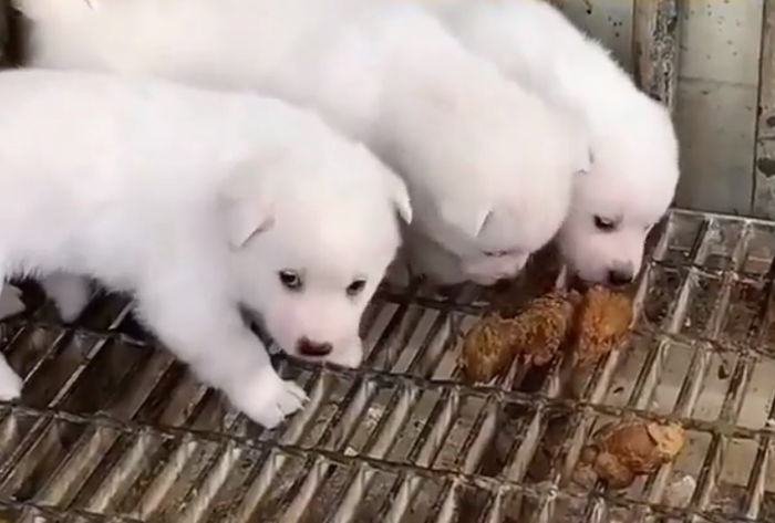 먹을 것 없어 엄마가 싼 ‘똥’ 먹으며 버티고 있는 ‘파주’ 아기 강아지들