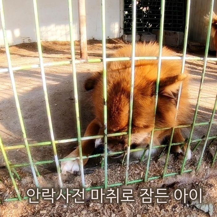 마취된 채 안락사 순서 기다리다 주사 찌르기 직전 살아남은 유기견들