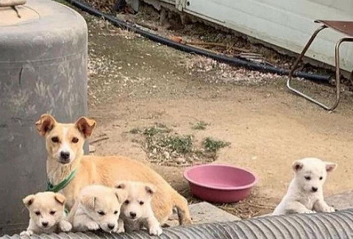 “짧은 목줄에 묶여있던 어미 개와 강아지들이 곧 개장수에게 팔려 갑니다”