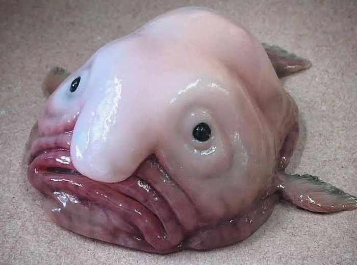 세상에서 가장 못생긴 물고기 ‘블롭피시’의 내부는 어떻게 생겼을까?