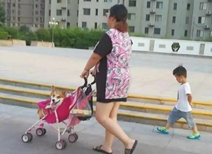 산책 중 형아랑 ‘유모차’ 경쟁에서 이긴 웰시코기가 지은 ‘승리의 미소’
