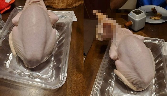 얼핏 보면 ‘생닭’인 줄 착각한다는 ‘스핑크스’ 고양이 뒤태