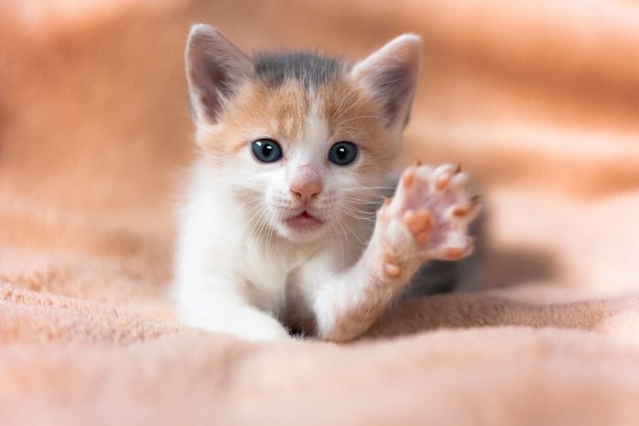 이제 고양이 집사들도 구청 가서 ‘냥냥이 등록증’ 만들 수 있다