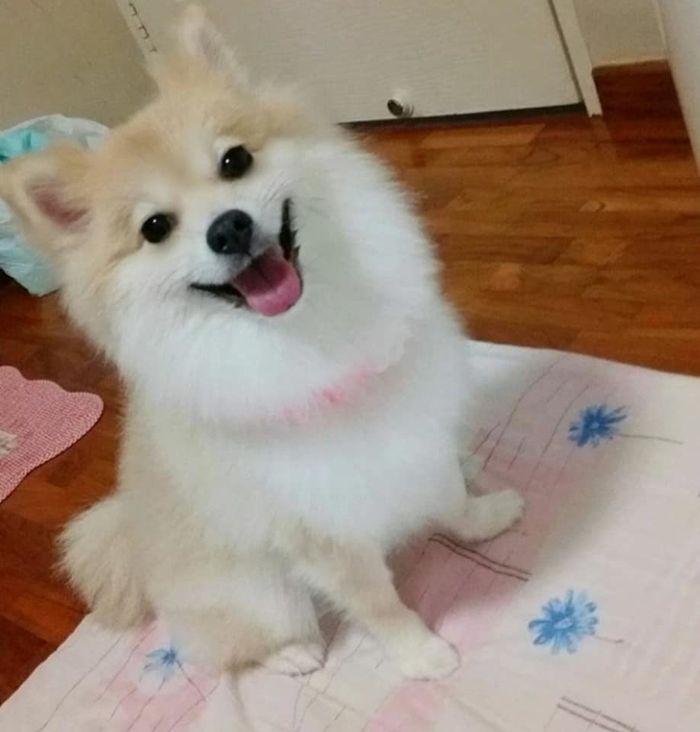 “우리집 댕댕이 예뻐지라고 미용 맡겼는데 ‘닭백숙’이 되어 돌아왔습니다”