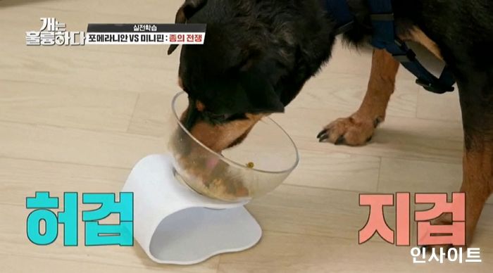 굽네 듀먼, 반려견 T.P.O.별 급여하는 자연화식 ‘듀먼과 함께’ 세트 최대 46% 할인