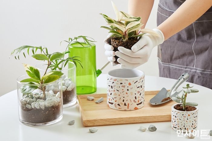 아성다이소, 레이어드 홈의 시대 ‘홈 가드닝 인테리어 기획전’ 진행