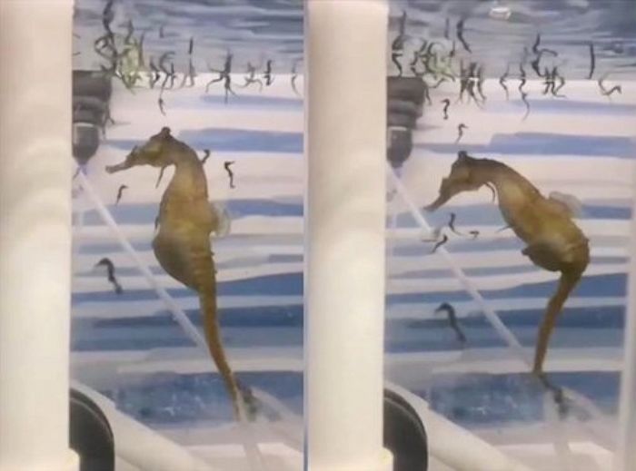 100마리 새끼 직접 낳으며 출산의 고통 느끼는 ‘아빠’ 해마 (영상)