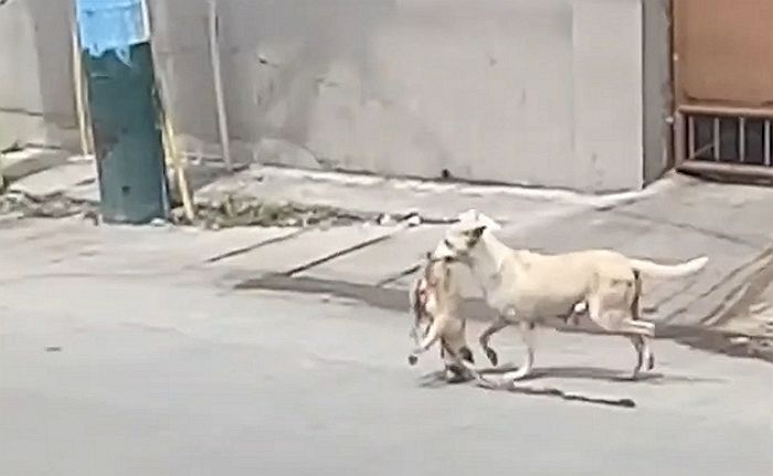 로드킬 당한 새끼 죽음 믿지 못하고 입에 물고 가는 어미 개 (영상)