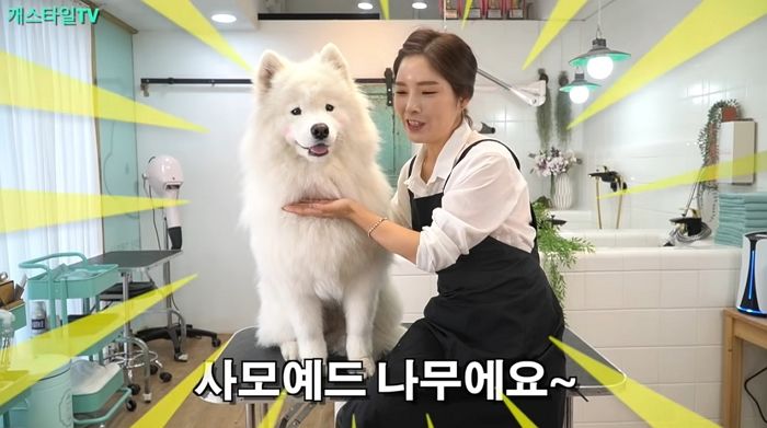 소형견만 하는 곰돌이컷하고 ‘북극곰’으로 변신한 카리스마 사모예드 (영상)