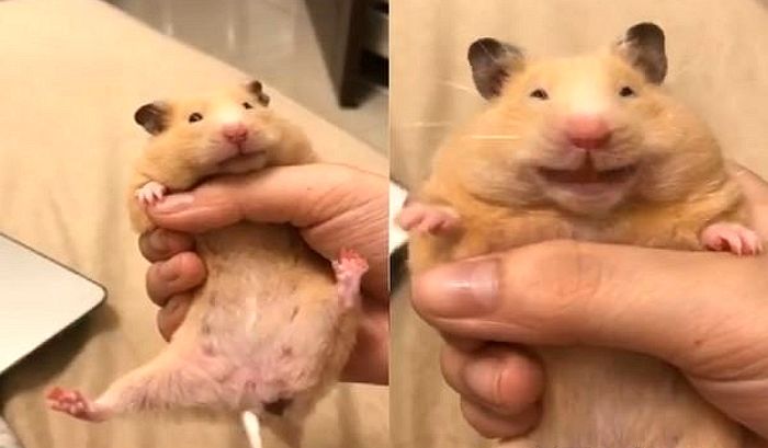 처음 경험하는 ‘엉덩이 마사지’에 미소 폭발한 ‘음란 마귀’ 햄찌 (영상)