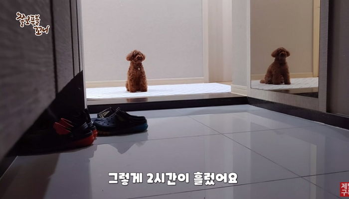 4년째 매일 같은 자리에서 아빠 퇴근 5시간씩 기다리는 강아지 ‘꼬니’