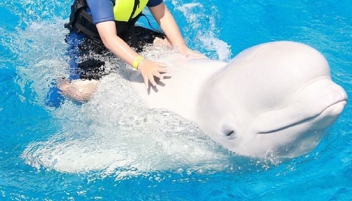 ‘돌고래 타기’ 체험에 이용된 거제씨월드 ‘벨루가’ 폐사…벌써 10번째