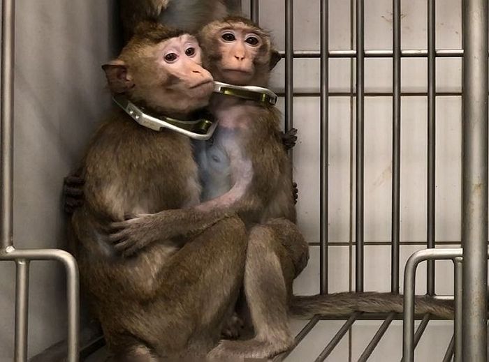 ‘우울증 실험’한다며 우리에 원숭이 가두고 미칠 때까지 전기 충격 가한 中과학자들