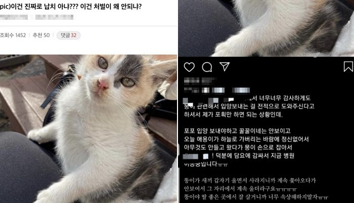 “엄마 있는 아깽이 납치해 10만원 돈벌이”···캣맘의 길냥이 ‘분양’ 논란