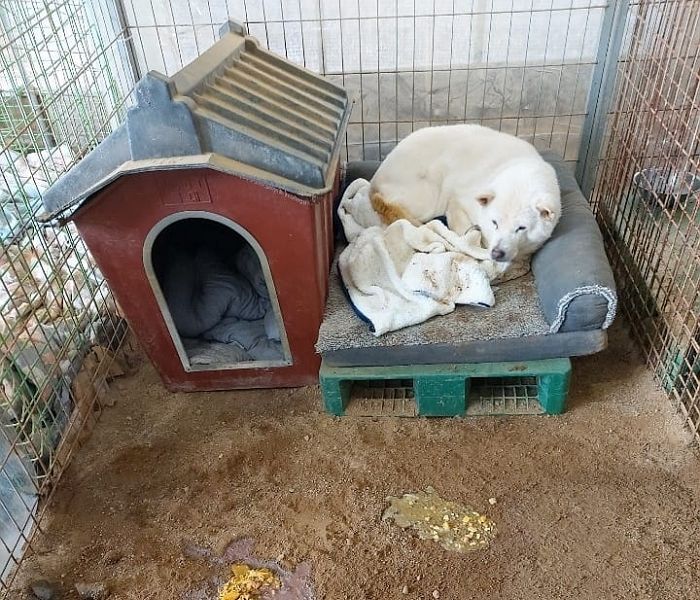 사람에게 두 번 버려져 상처받은 채 보호소로 돌아온 강아지 ‘진희’의 1년 후 근황