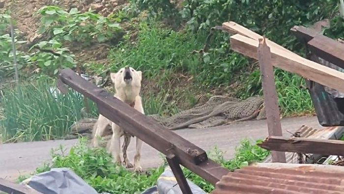 “백구가 미친듯이 짖어대 뒤쫓아갔더니 아기 강아지들이 철근에 깔려있었습니다”