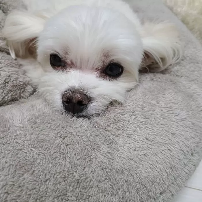 미용 받고 랜선 이모들 심장 폭행 중인 CJ 명예택배견 경태 근황