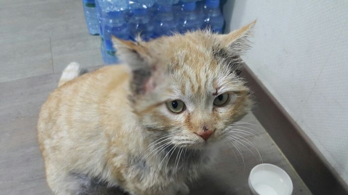아빠가 얼굴 파인 피투성이 길냥이를 주워와 ‘뚱냥이’로 확대해버렸습니다