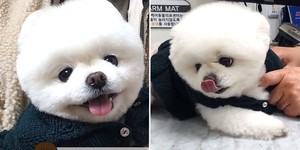 스타견 이미지