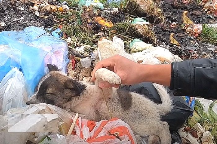 주인이 ‘쓰레기장’에 버리고 가자 ‘삶 의욕’ 잃고 구조 손길 외면한 아기 강아지