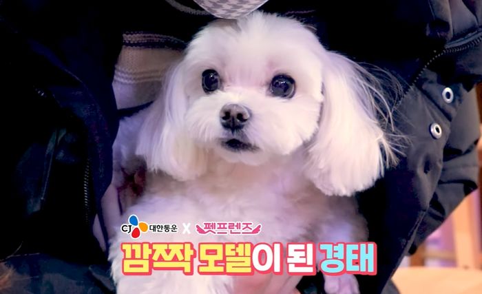 모델 데뷔해 ‘프로필’ 사진까지 찍은 CJ 명예택배견 경태 근황 (영상)