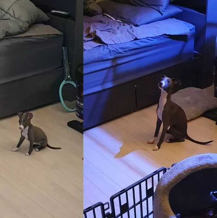 인사이트