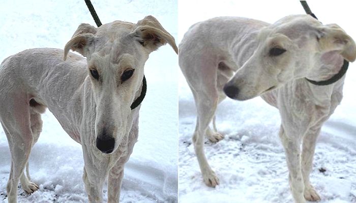 얼어 죽으라고 털북숭이 강아지 빡빡이 만들어 눈밭에 내다 버린 견주
