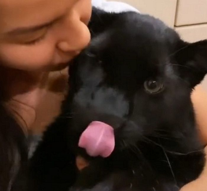 사람 손에 키워져 자기가 ‘블랙팬서’인 줄 모르고 강아지처럼 애교 부리는 ‘멸종 위기’ 흑표범