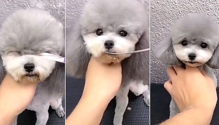 덥수룩한 앞머리 잘라내 ‘거지존’ 탈출하고 ‘세젤귀’ 미모 뽐내는 댕댕이 (영상)