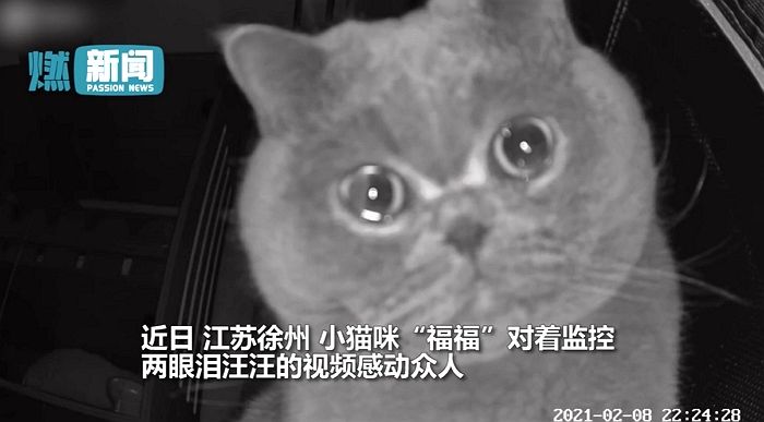 집사가 자기만 두고 여행가자 너무 무서워 눈물 그렁그렁 맺힌 고양이