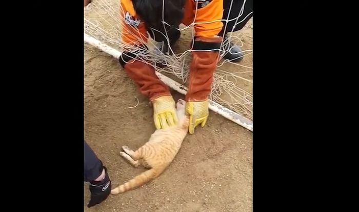 골대 그물에 걸려 죽어가는 고양이 ‘세 손가락’으로 심장 마사지해 살려낸 논산소방서 구조대원들 (영상)