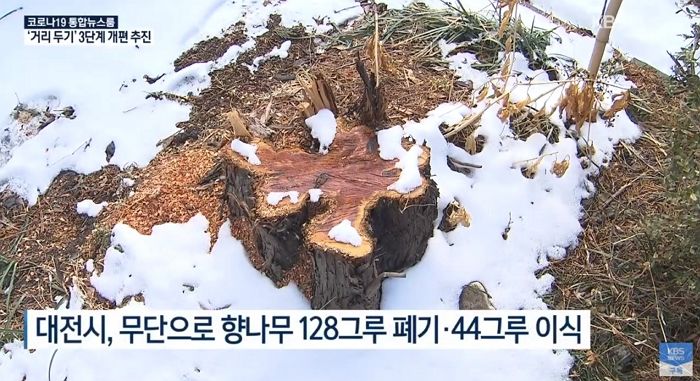 소유주 허락 없이 ‘80년’ 된 향나무 120여 그루 ‘싹둑’ 잘라버린 대전시