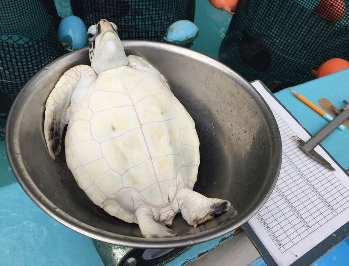 건강검진 위해 체중 재는데 잡아먹으려는 줄 알고 눈 꼭 감고 체념한 ‘쫄보’ 거북이
