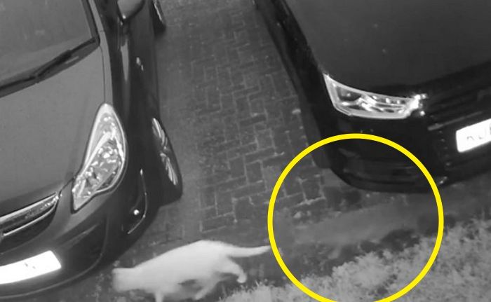 CCTV 영상에 포착된 이웃집 반려묘 뒤 바짝 쫓아가는 ‘유령 고양이’의 정체
