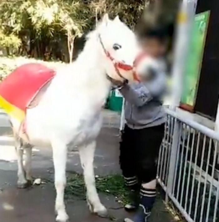 관광객 태울 안장 거부하는 백마를 기절할 때까지 폭행한 주인