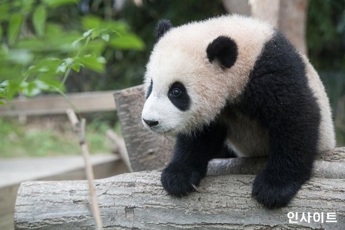 에버랜드, ‘아기판다 푸바오’ 덕질 콘테스트 개최