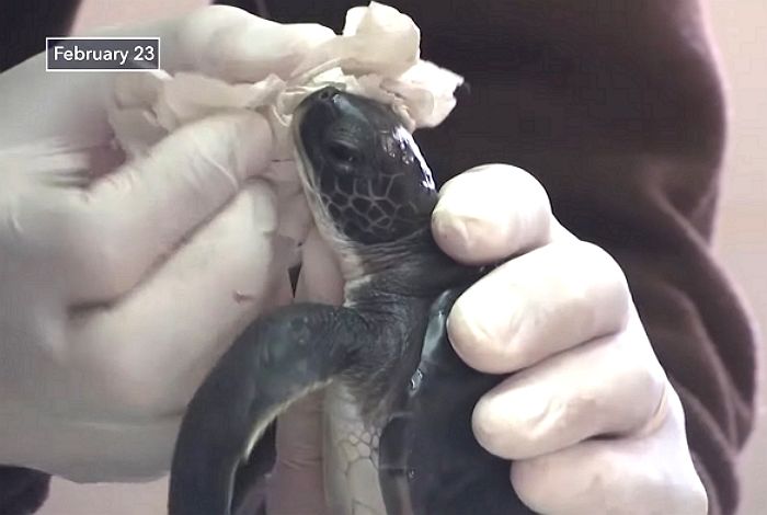 시커먼 기름 먹고 죽어가는 멸종위기 바다거북이 ‘마요네즈’ 먹고 씻은 듯 나았다
