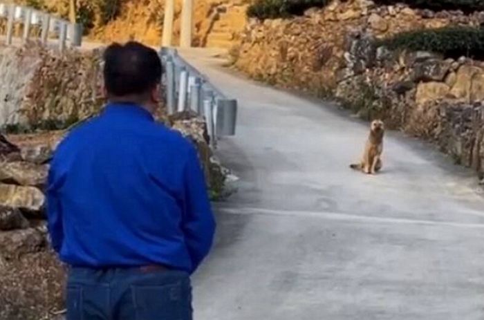 죽음을 직감한 강아지는 주인이 슬퍼할까봐 스스로 집을 떠났다 (영상)