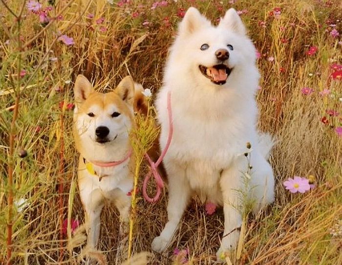 앞 못보는 친구 옆에 껌딱지처럼 붙어 ‘보디가드’ 해주는 시바 댕댕이