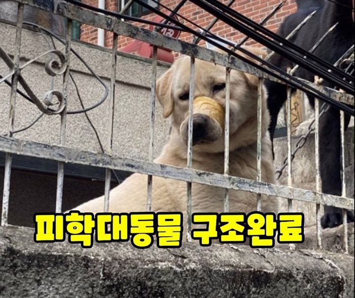 노량진 주택가에서 짖는다는 이유로 강아지 주둥이 ‘테이프’로 꽁꽁 묶어놓은 주인