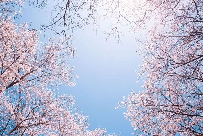 앞으로 딱 한달 뒤면 볼 수 있는 ‘핑크 팝콘’ 팡팡 터지는 ‘벚꽃’ 힐링 풍경 (사진 10장)