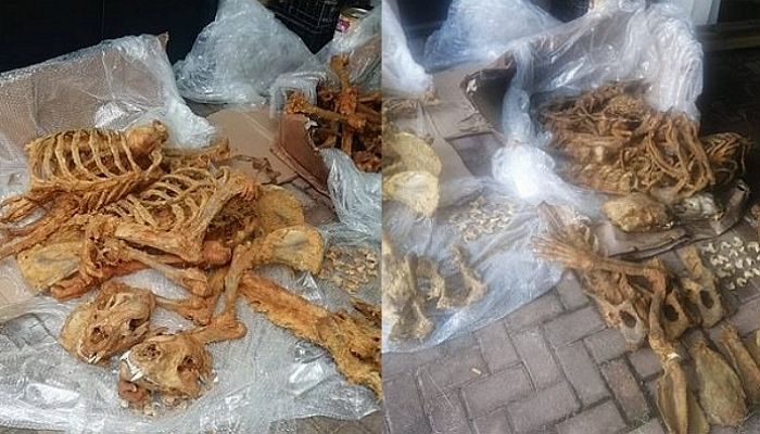불법 도살 후 중국에 밀수출 직전 발견된 ‘7,000개’로 산산 조각난 사자 뼈