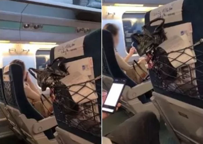 달리는 KTX 열차서 ‘햄버거 먹방+막말’한 20대 여성, 결국 고소 당했다