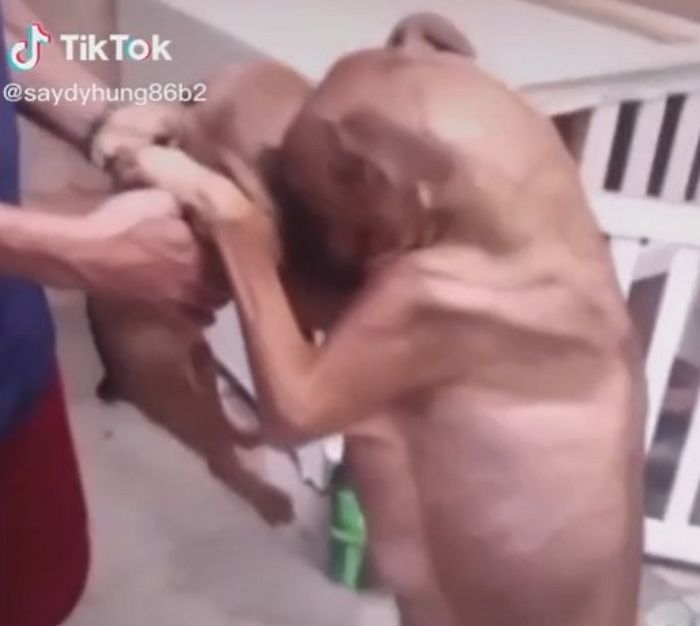 새끼 입양 보내려 하자 빼앗기기 싫어 눈물 뚝뚝 흘리며 끌어안는 어미 개 (영상)