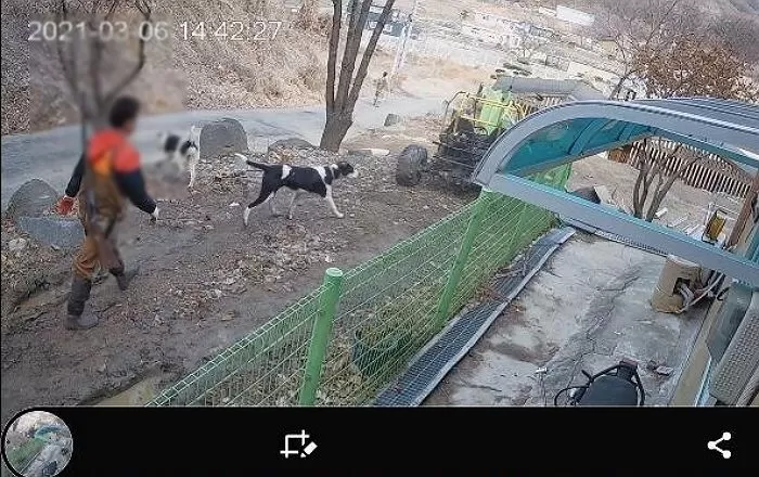 “입마개 없이 돌아다니던 밀렵꾼의 사냥개들이 우리집 고양이 가족을 물어 죽였어요”
