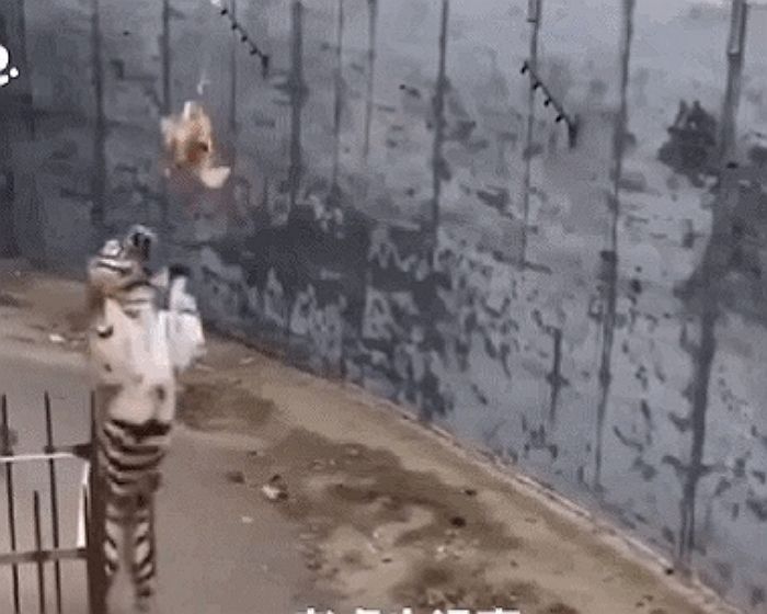 살아있는 닭으로 낚싯대 만들어 호랑이 약 올리는 중국 동물원 (영상)