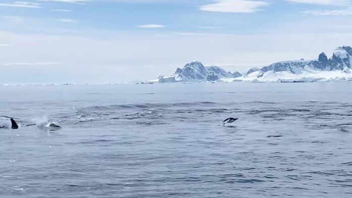 범고래가 뒤쫓아오자 보트에 뛰어올라와 “살려주세요!” 도움 청한 펭귄 (영상)