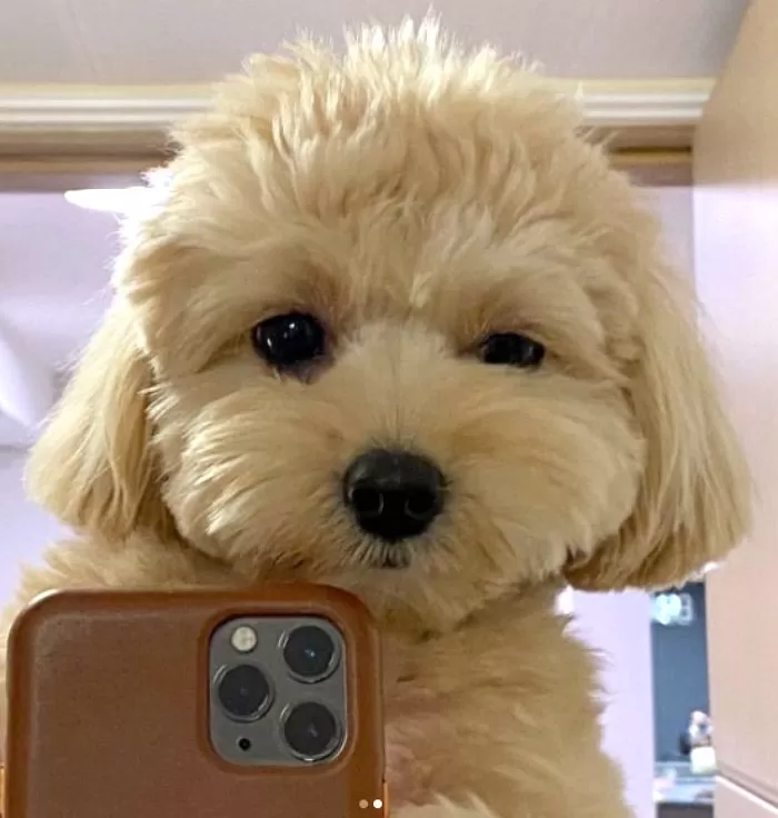 우리 집 댕댕이들 필수로 찍어줘야 할 귀염 뽀짝 ‘거울 셀카 샷’