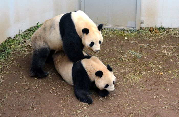 짝짓기도 귀찮아 하는 판다가 4년 만에 드디어 ‘합방’에 성공했다